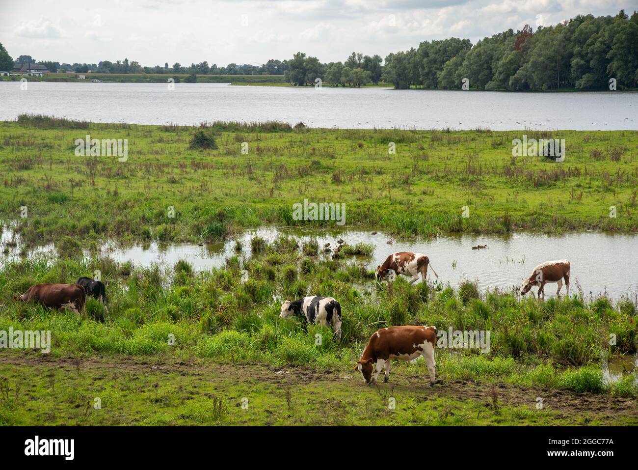 cows at floodplain of big river Maas in Gelderland, Holland Stock Photo