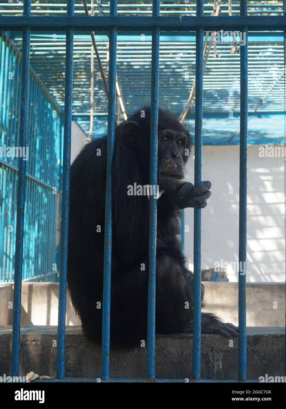 Monkey market cage hi-res stock photography and images - Alamy