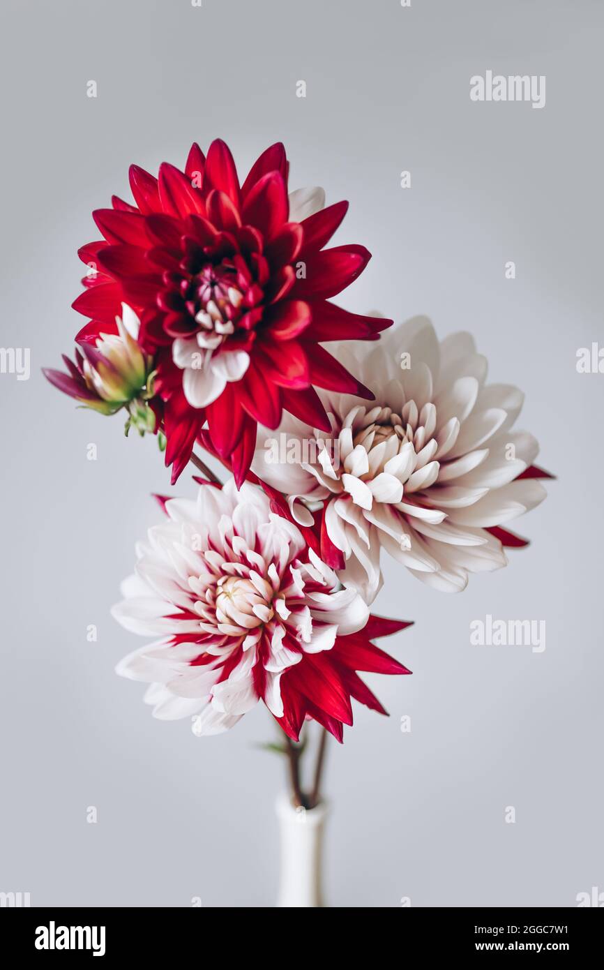 bunch-of-red-and-white-dahlias-stock-photo-alamy
