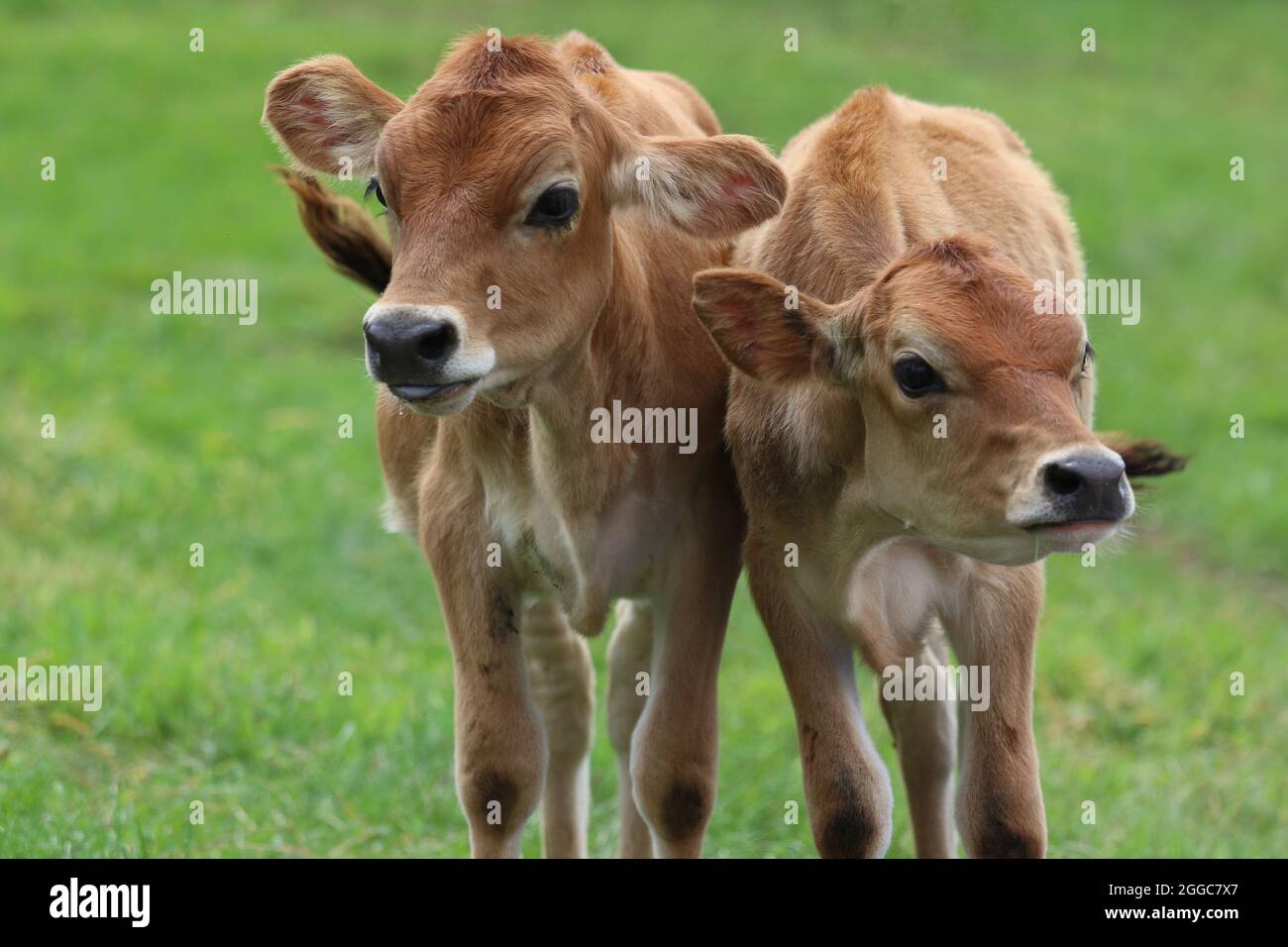 Jersey calves in a cow pasture on a farm in summer Stock Photo - Alamy