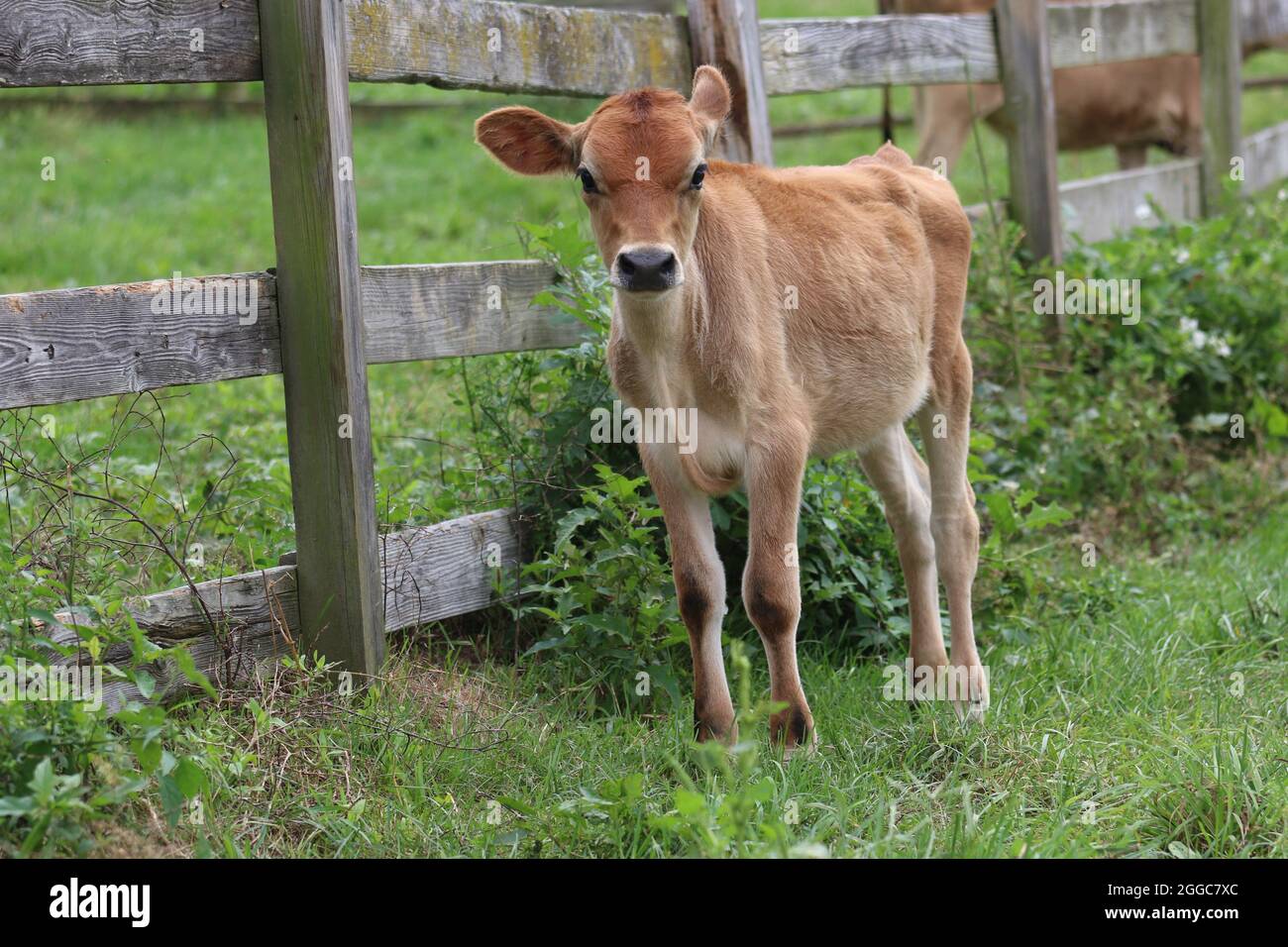 Jersey calf in a cow pasture on a farm in summer Stock Photo - Alamy