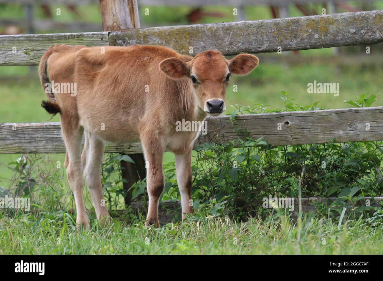 Jersey calf in a cow pasture on a farm in summer Stock Photo - Alamy