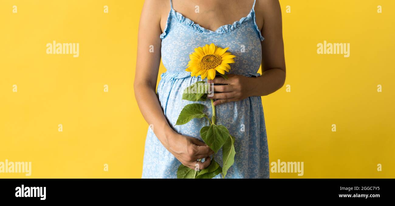 Motherhood, femininity, hot summer, nature, people - bannerportrait pregnant unrecognizable woman in floral blue dress hold big fresh live sunflower Stock Photo