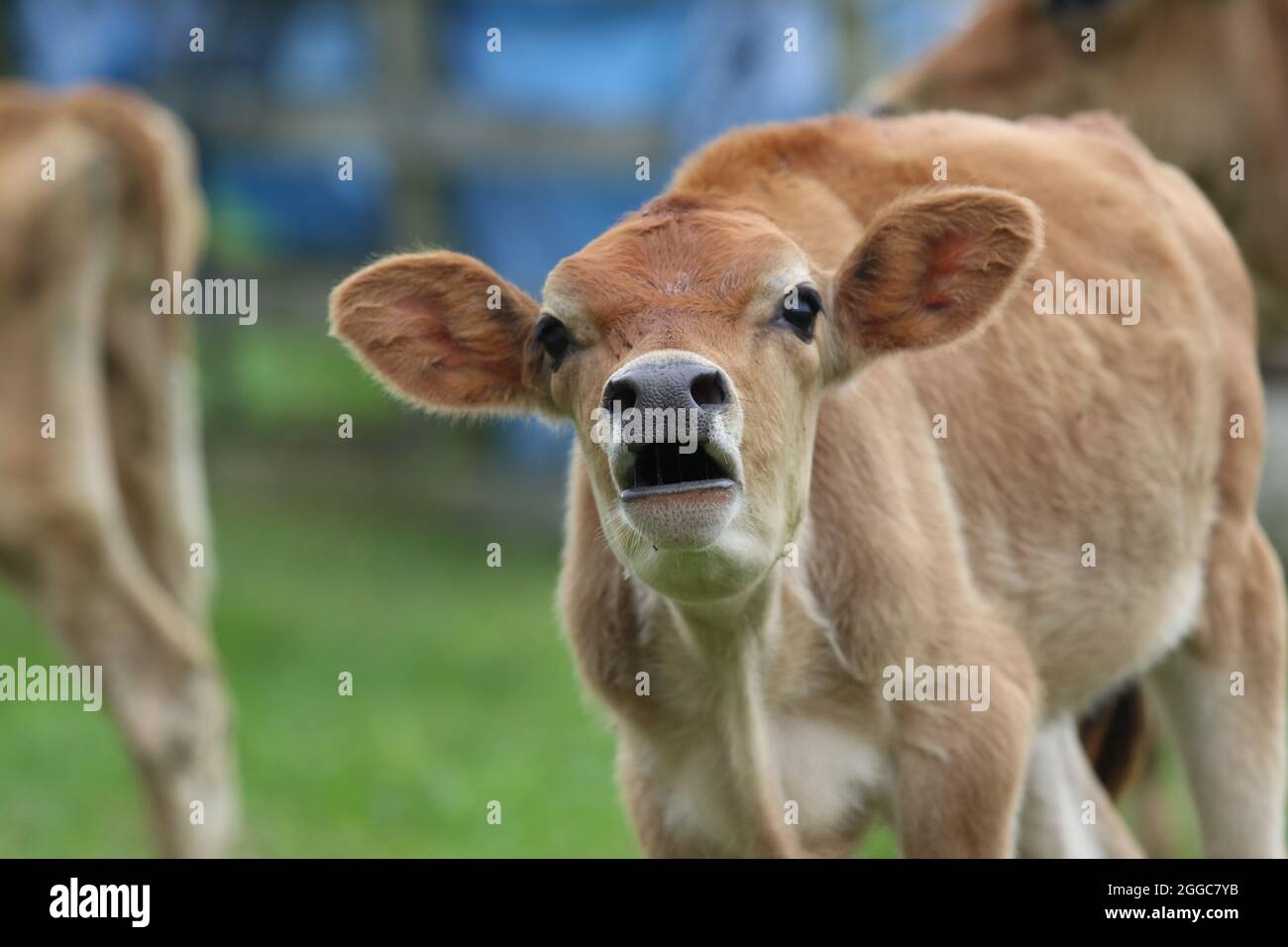 Jersey cow calf hi-res stock photography and images - Alamy