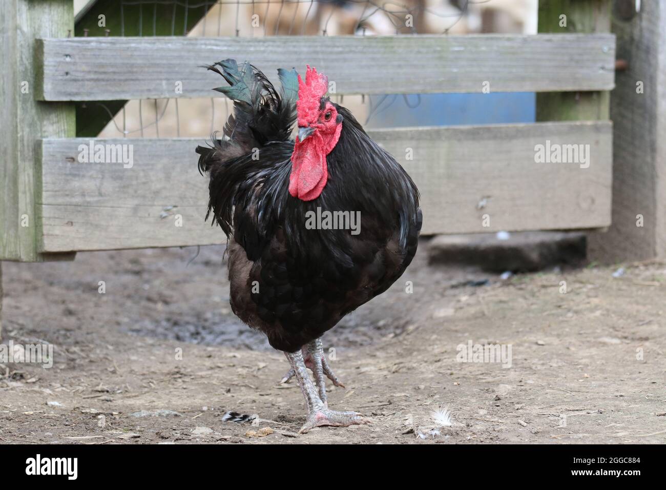 A black free range rooster foraging in a farm yard Stock Photo