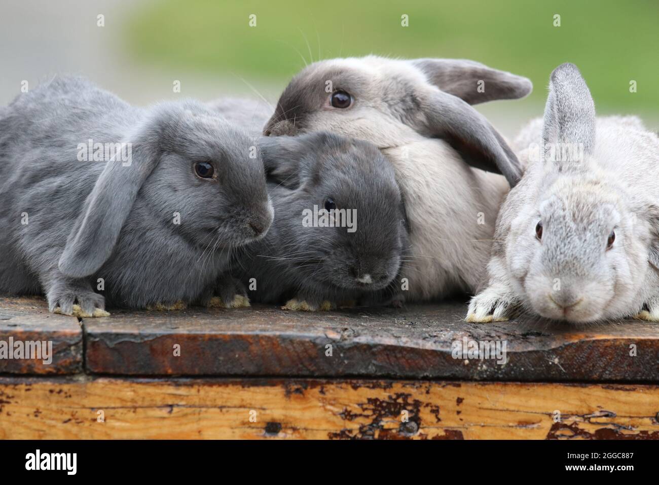 Baby rabbits snuggle together at a petting zoo Stock Photo