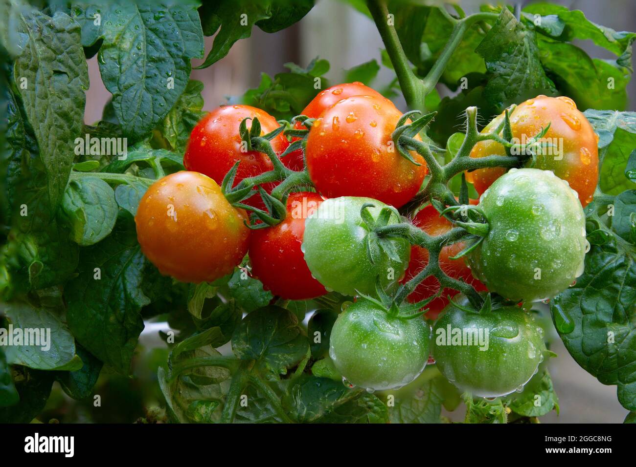 Cherry Tomato's ripening on the vine Stock Photo Alamy