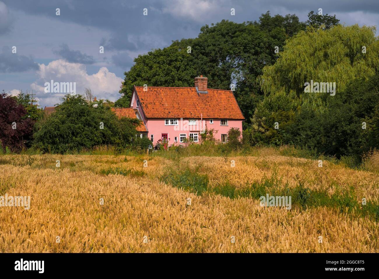 A pink Suffolk cottage and a wheat field in the Suffolk countryside. Stock Photo