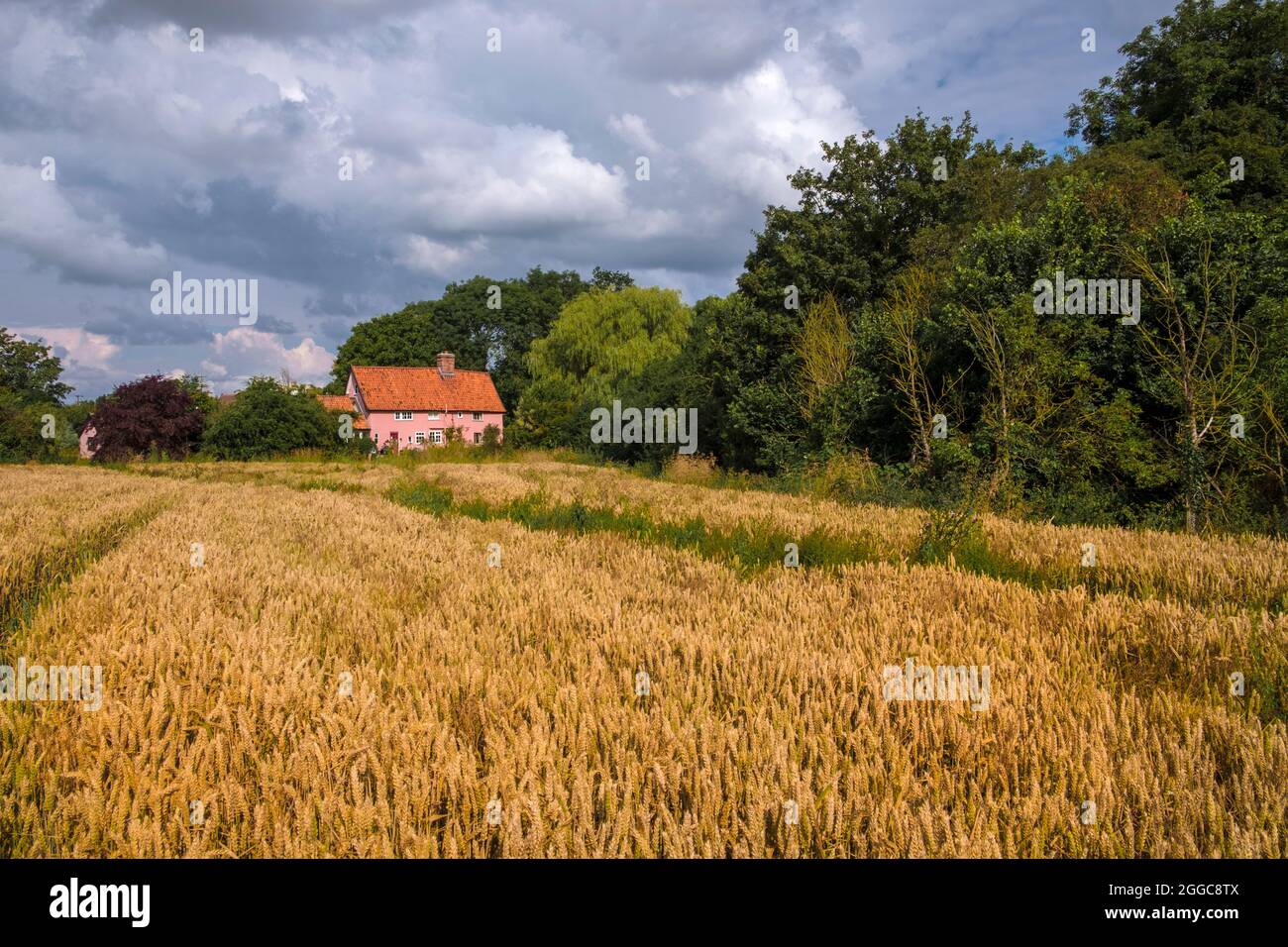 A pink Suffolk cottage and a wheat field in the Suffolk countryside. Stock Photo