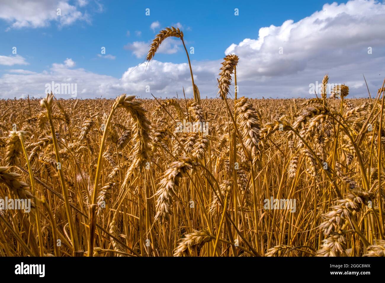 Wheat growing on a Suffolk, UK farm Stock Photo Alamy