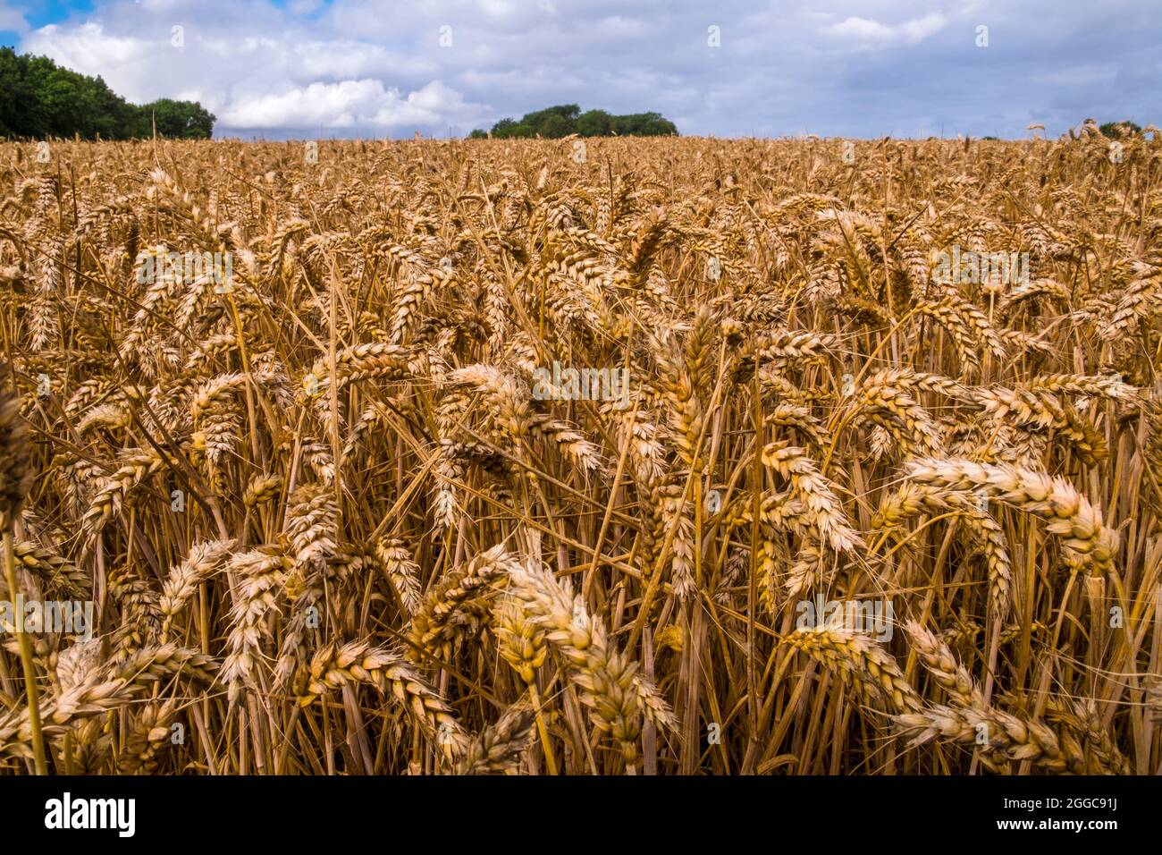 Wheat growing on a Suffolk, UK farm. Stock Photo