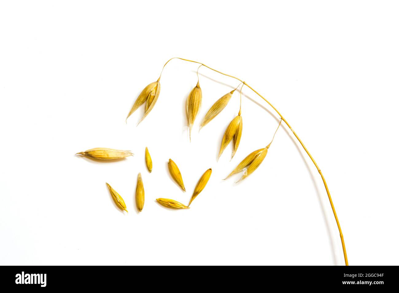 Oat ears, oat plant on a white background. Stock Photo