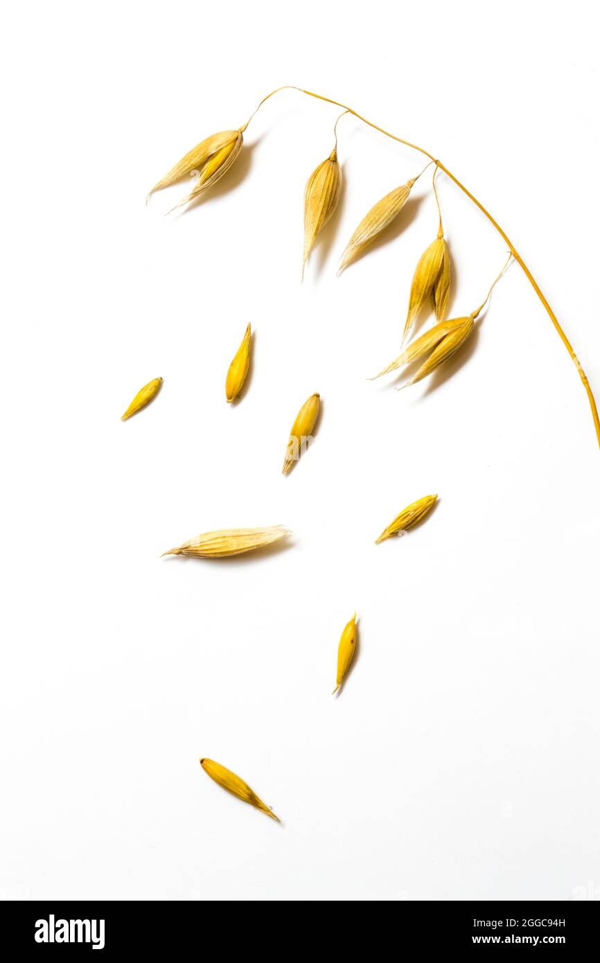 Oat ears, oat plant on a white background. Stock Photo