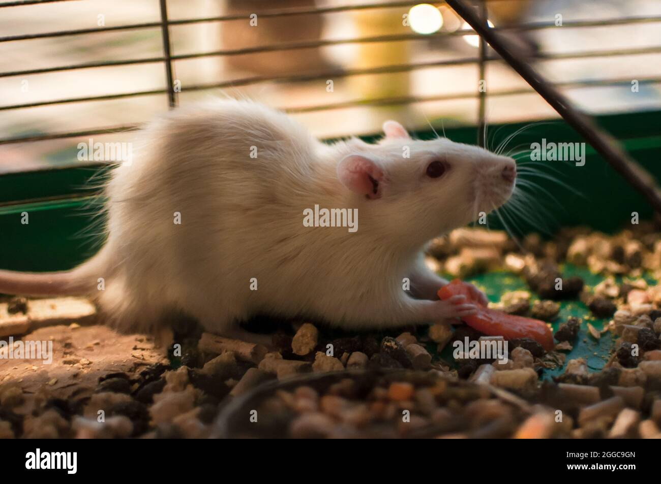 Mouse in cage hi-res stock photography and images - Alamy