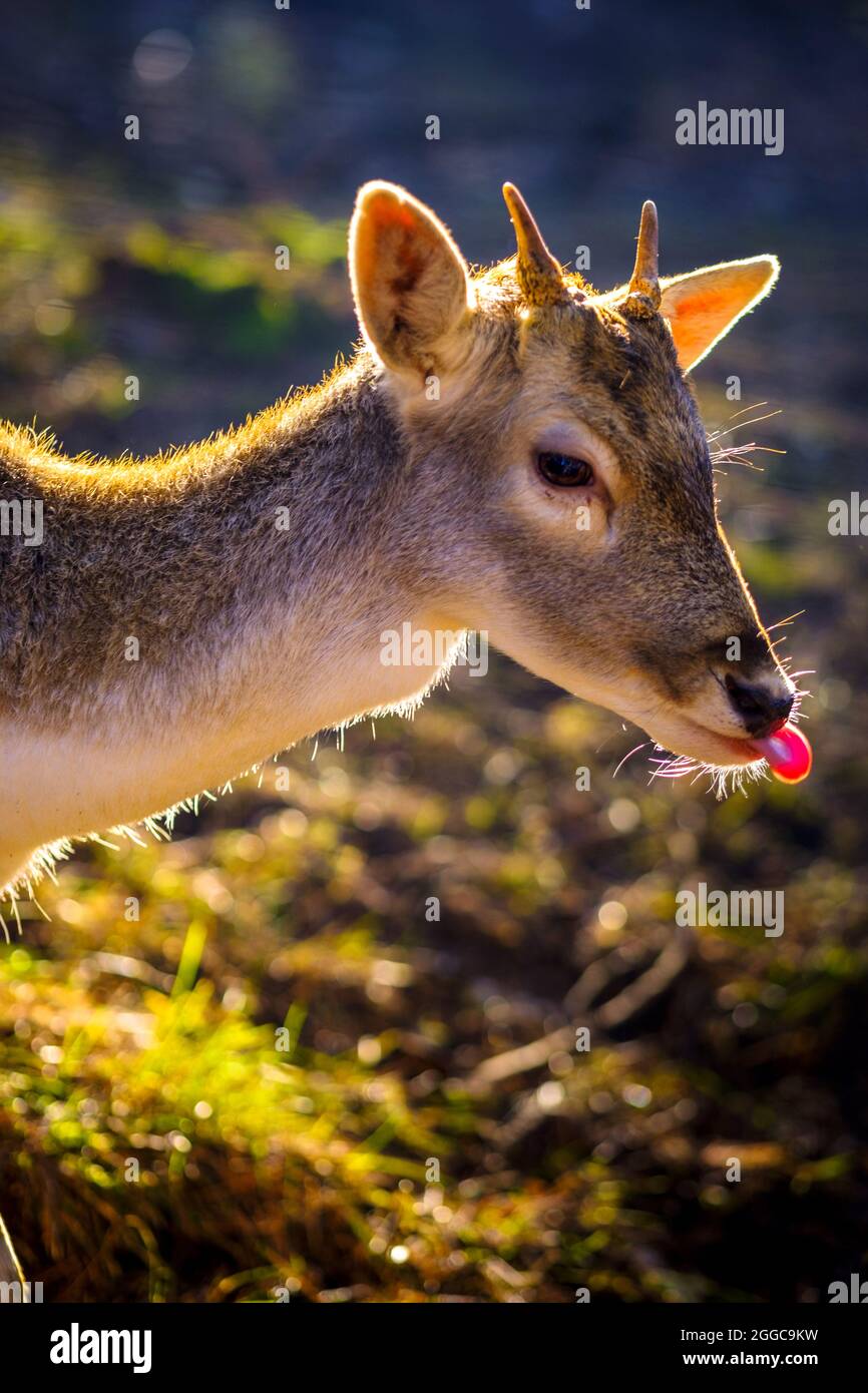 Detail of the head of a young deer with its horns sticking out, in the dawn light Stock Photo