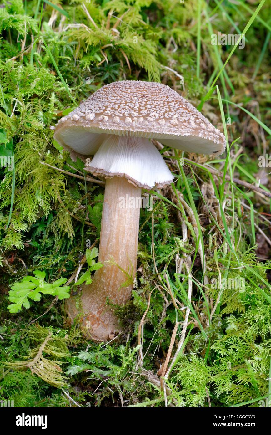 The Blusher - Amanita rubescens, large woodland fungi Stock Photo