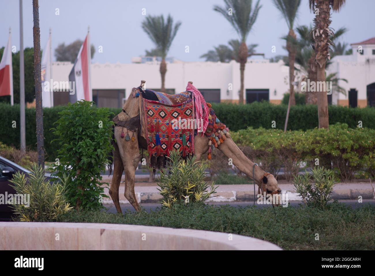 a camel eats grass. a camel in national Egyptian clothes on the territory of the hotel.  Stock Photo