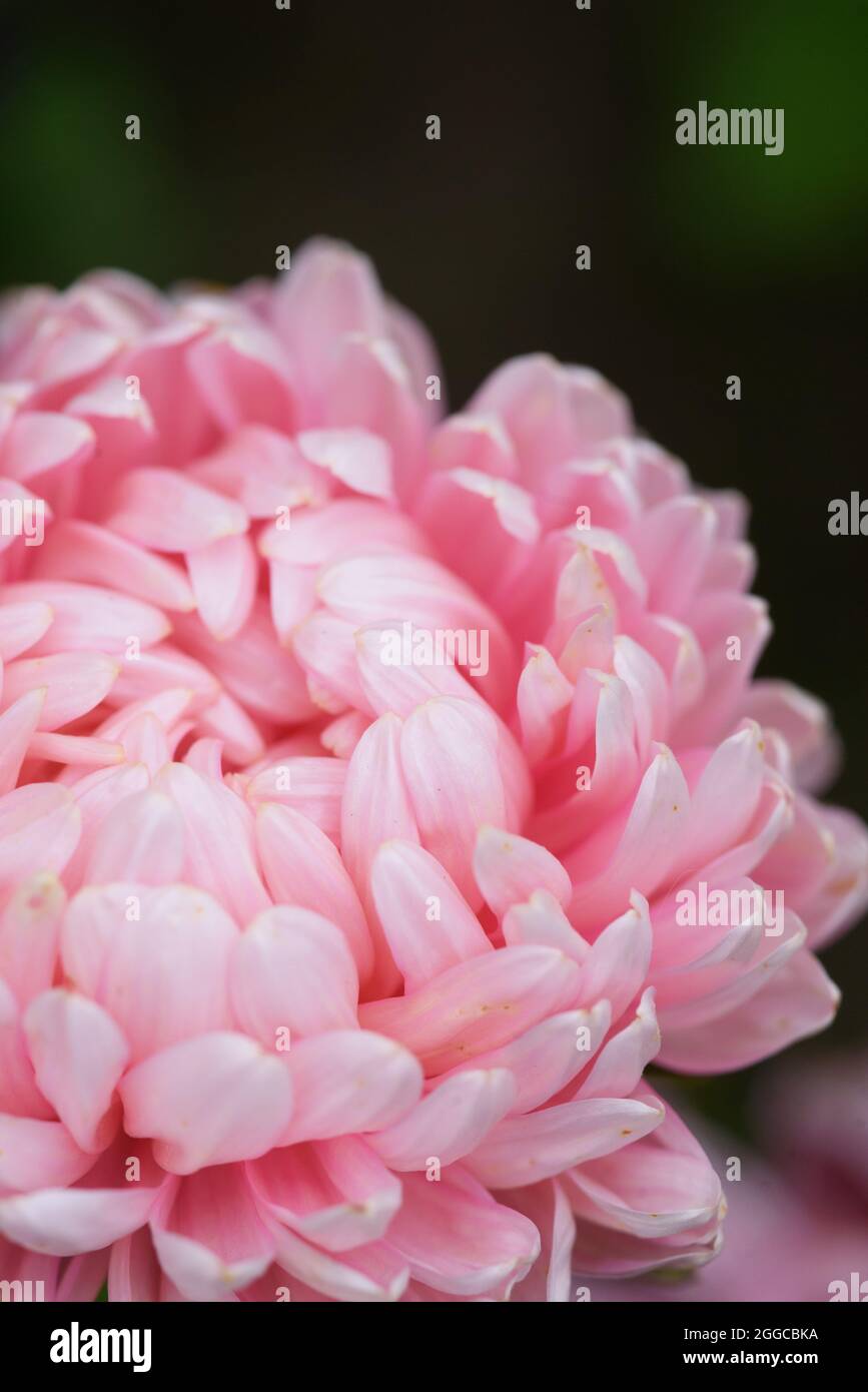 Pink peony-shaped aster on a flower bed in the garden. Extreme close-up. Stock Photo