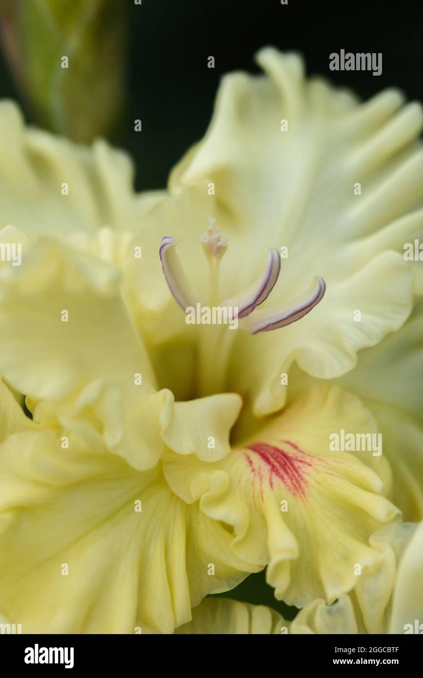 Extreme closeup of the gladiolus inflorescence with pistils and