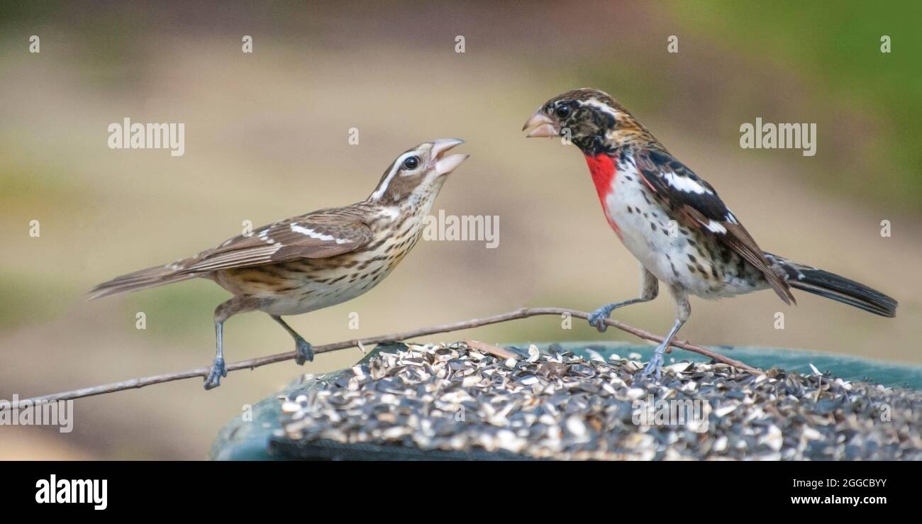 Colorful, energetic male and female Red-Breasted Grosbeak birds feeding together. Latin name Pheucticus Ludovicianus. © Billy Grimes/Alamy.com Stock Photo