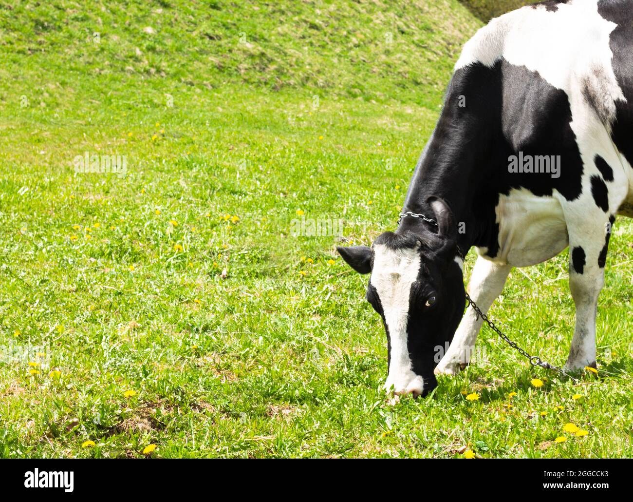 Cow grazes on a meadow and eats green spring grass Stock Photo - Alamy