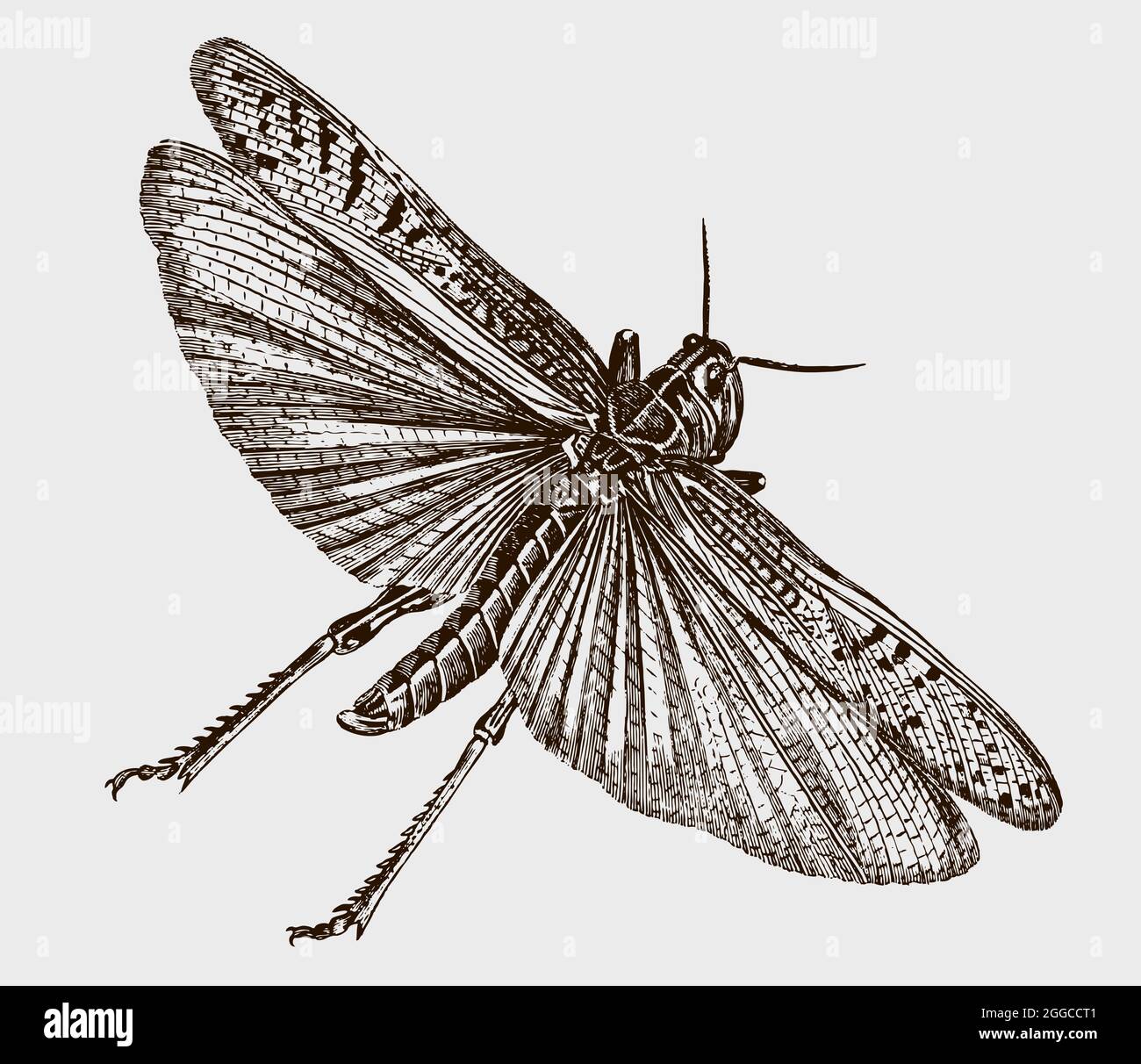 Flying migratory locust, locusta migratoria in top view. Illustration after antique engraving from the early 19th century Stock Vector