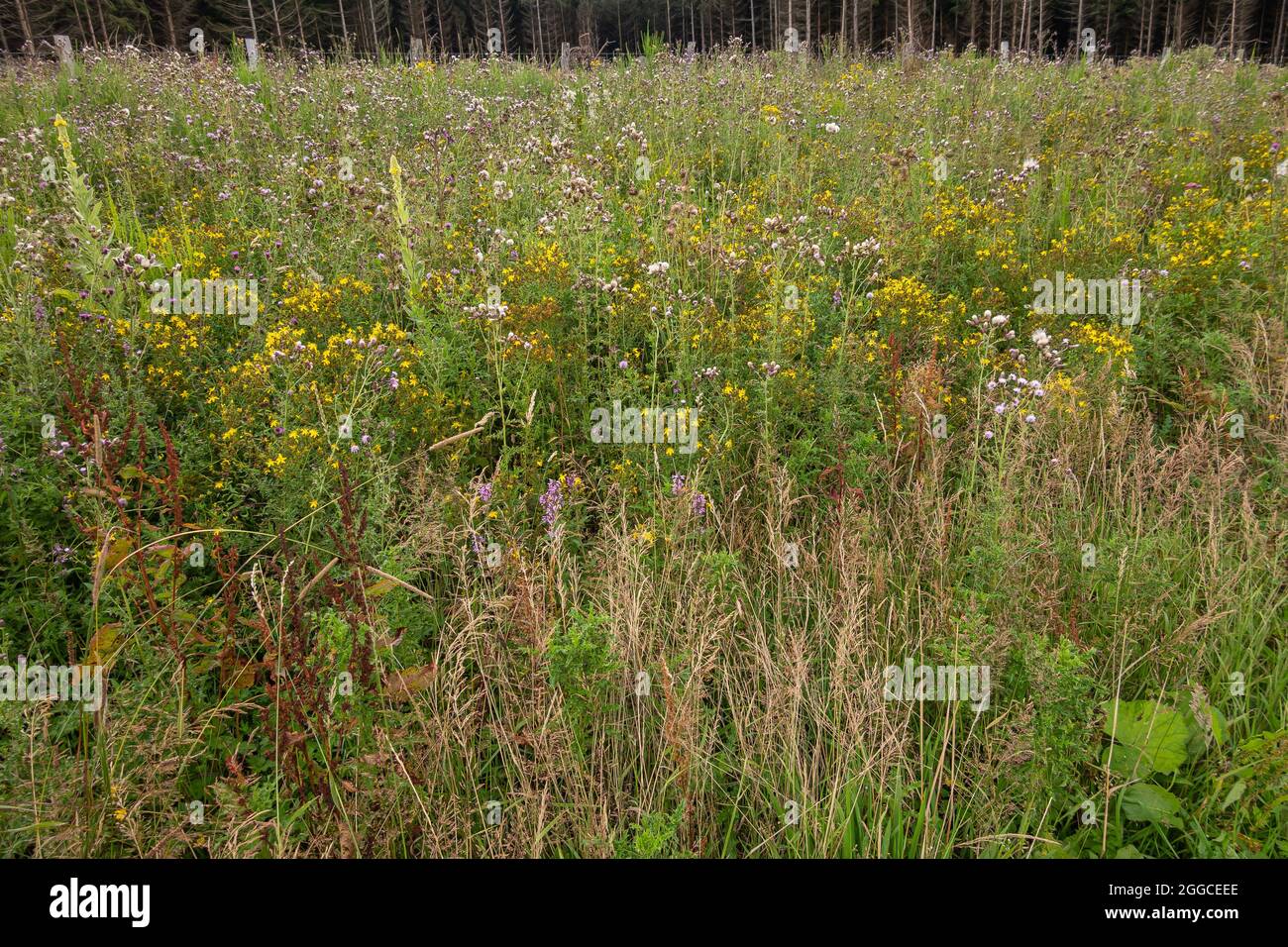 Transinne, Wallonia, Belgium - August 10, 2021: Euro Space Center. Green field full of wild flowers in yellow, purple and white colors. Stock Photo