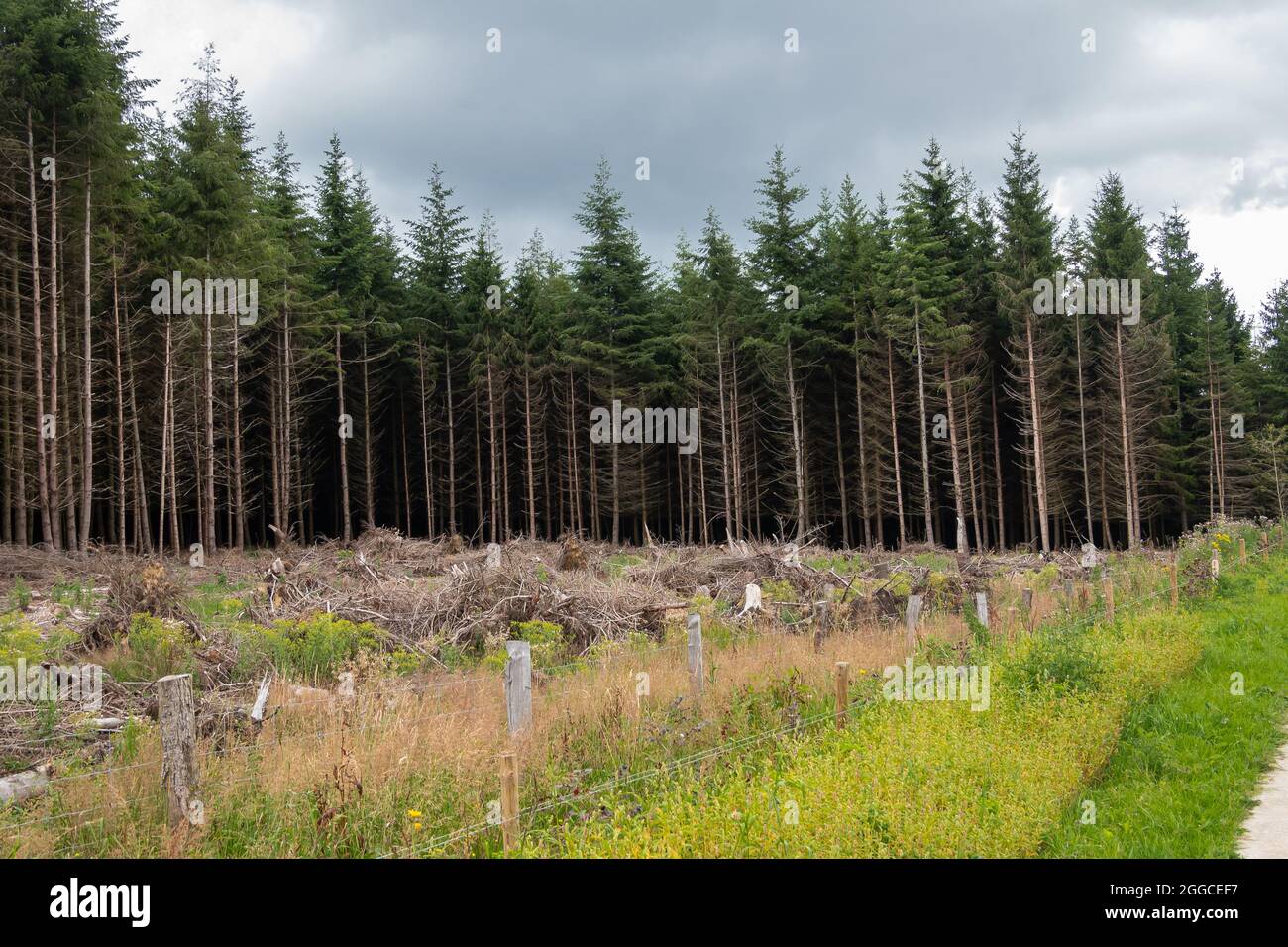 Transinne, Wallonia, Belgium - August 10, 2021: Euro Space Center. Dark green pine forest under rainy cloudscape. Stock Photo