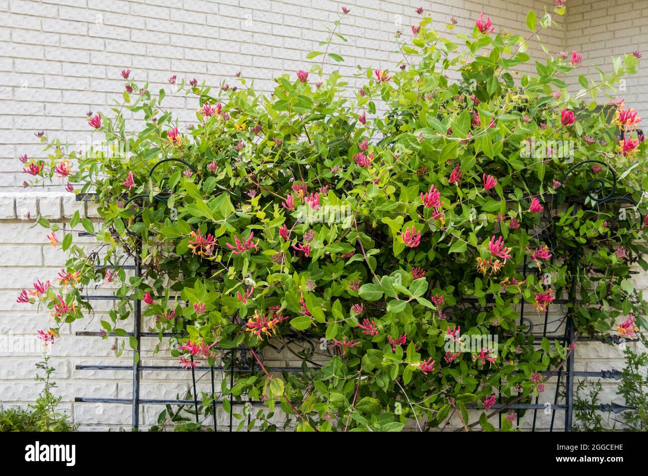 Blooming Goldflame honeysuckle, Lonicera heckrottii, climbing over a white painted brick wall in front of a home. Kansas, USA. Stock Photo