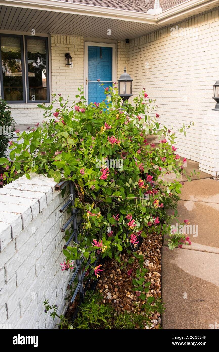 Honeysuckle climbing brick wall hires stock photography and images Alamy