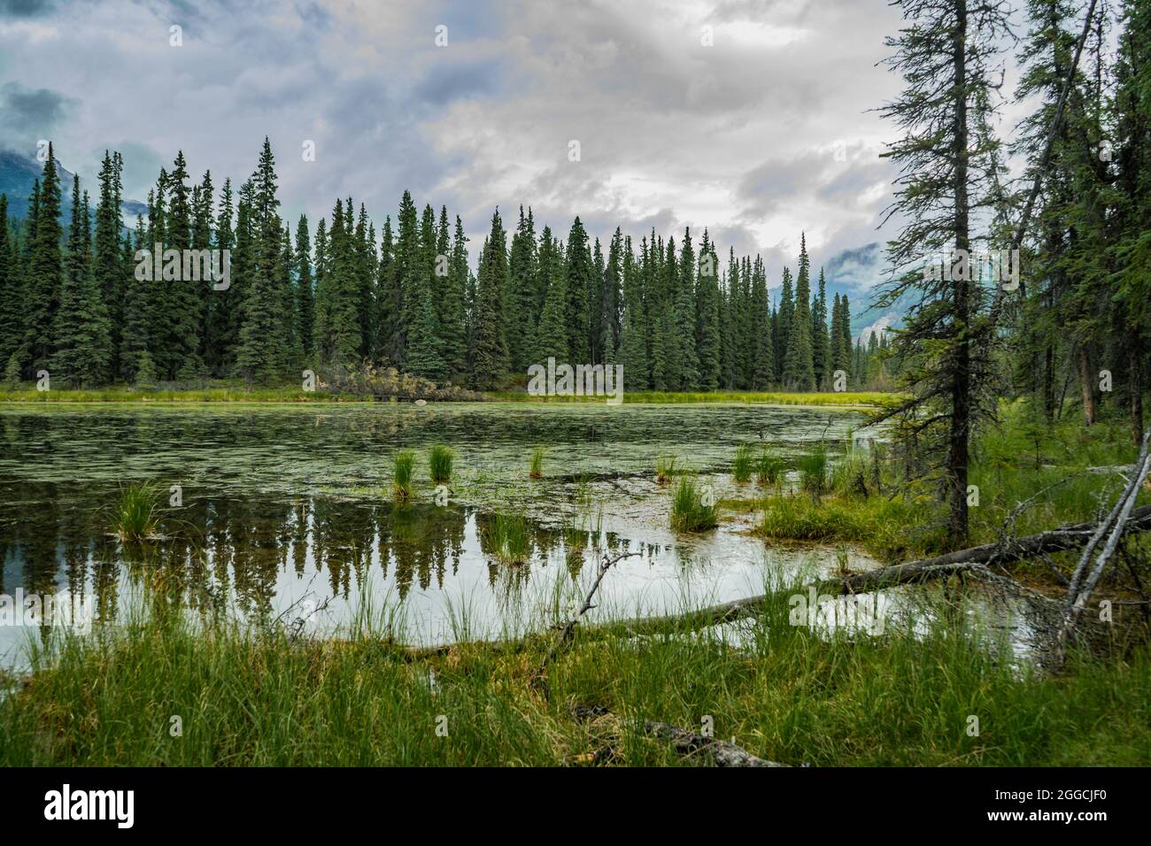 atmospheric alaskan forest landscape McKinley Park green pines and cloudy sky , Horseshoe Lake Alaska Stock Photo