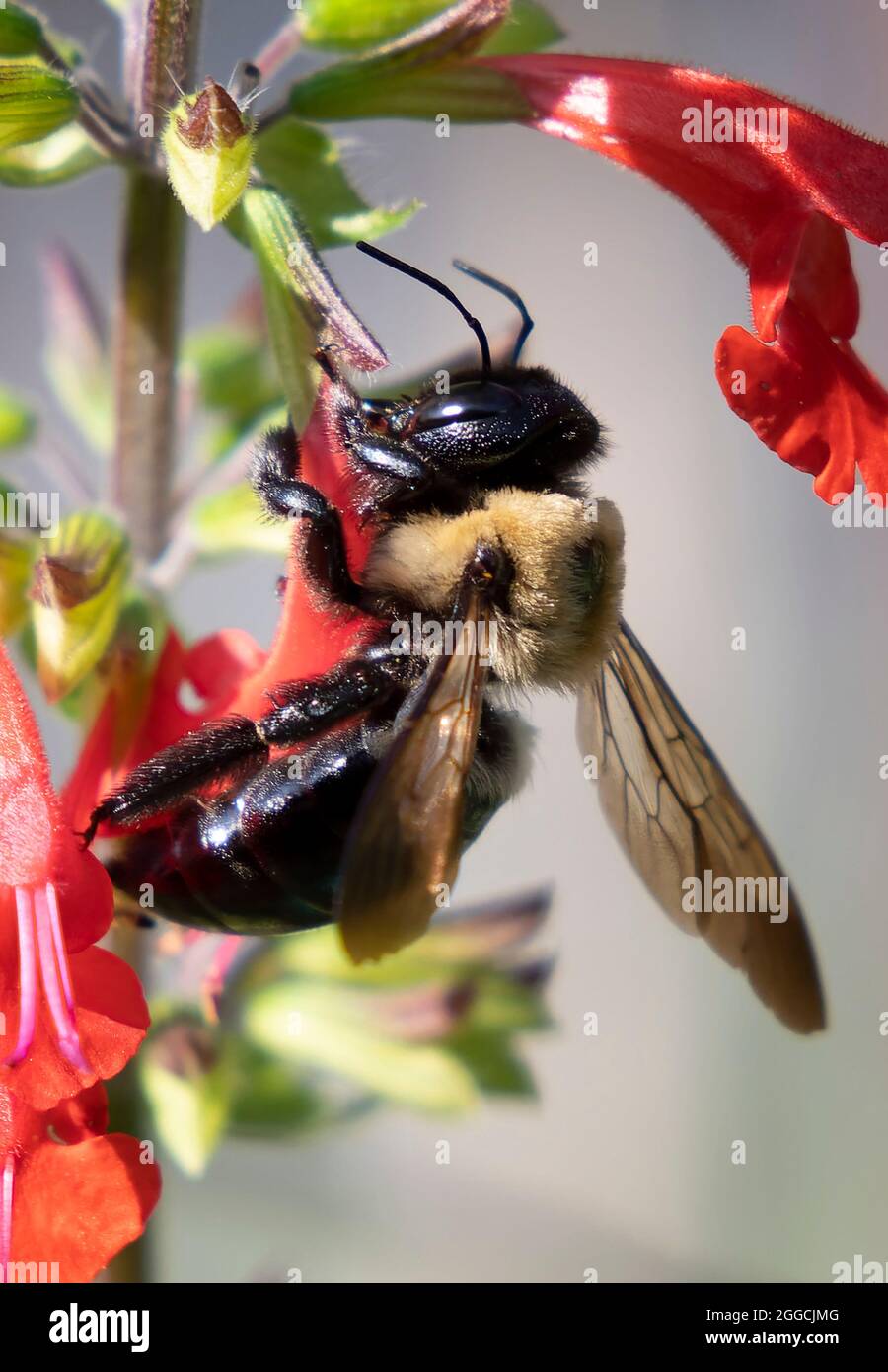 Bumble Bee pollinate a Lobalia flower Stock Photo Alamy