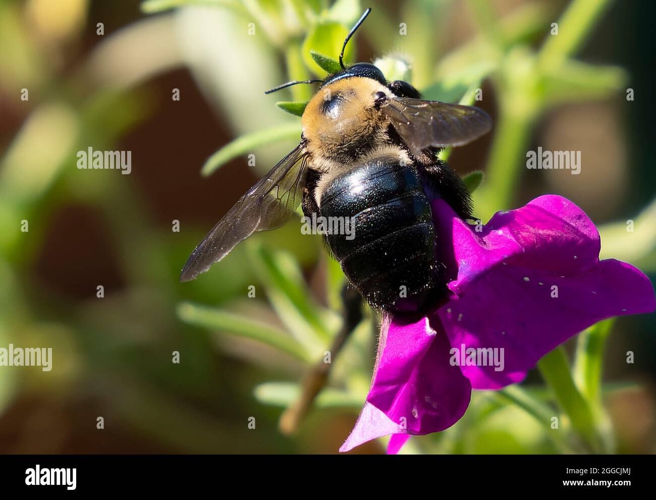 Bumble Bee pollinate a Lobalia flower Stock Photo Alamy