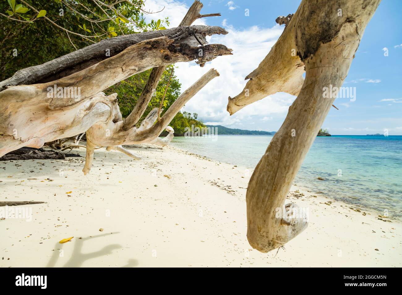 Paradise beach landscape, with white coral sand, among the huge dry branches of a fallen tree, Gam Island, Raja Ampat, Indonesia Stock Photo