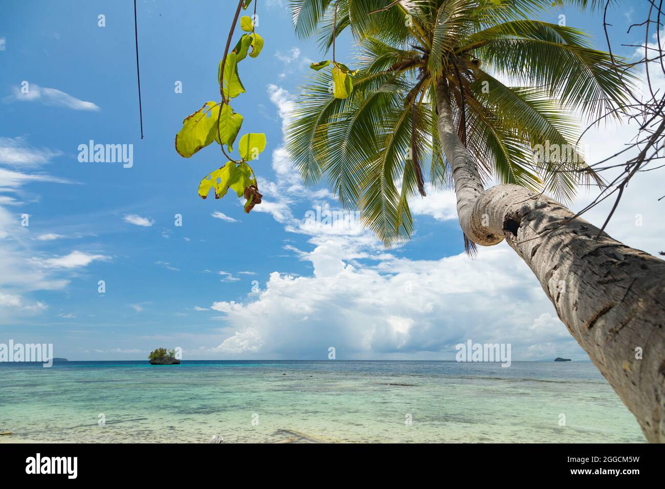 A palm tree leaning over the water and the horizon, in a paradise beach landscape, dotted with tropical islands, Raja Ampat, Indonesia Stock Photo