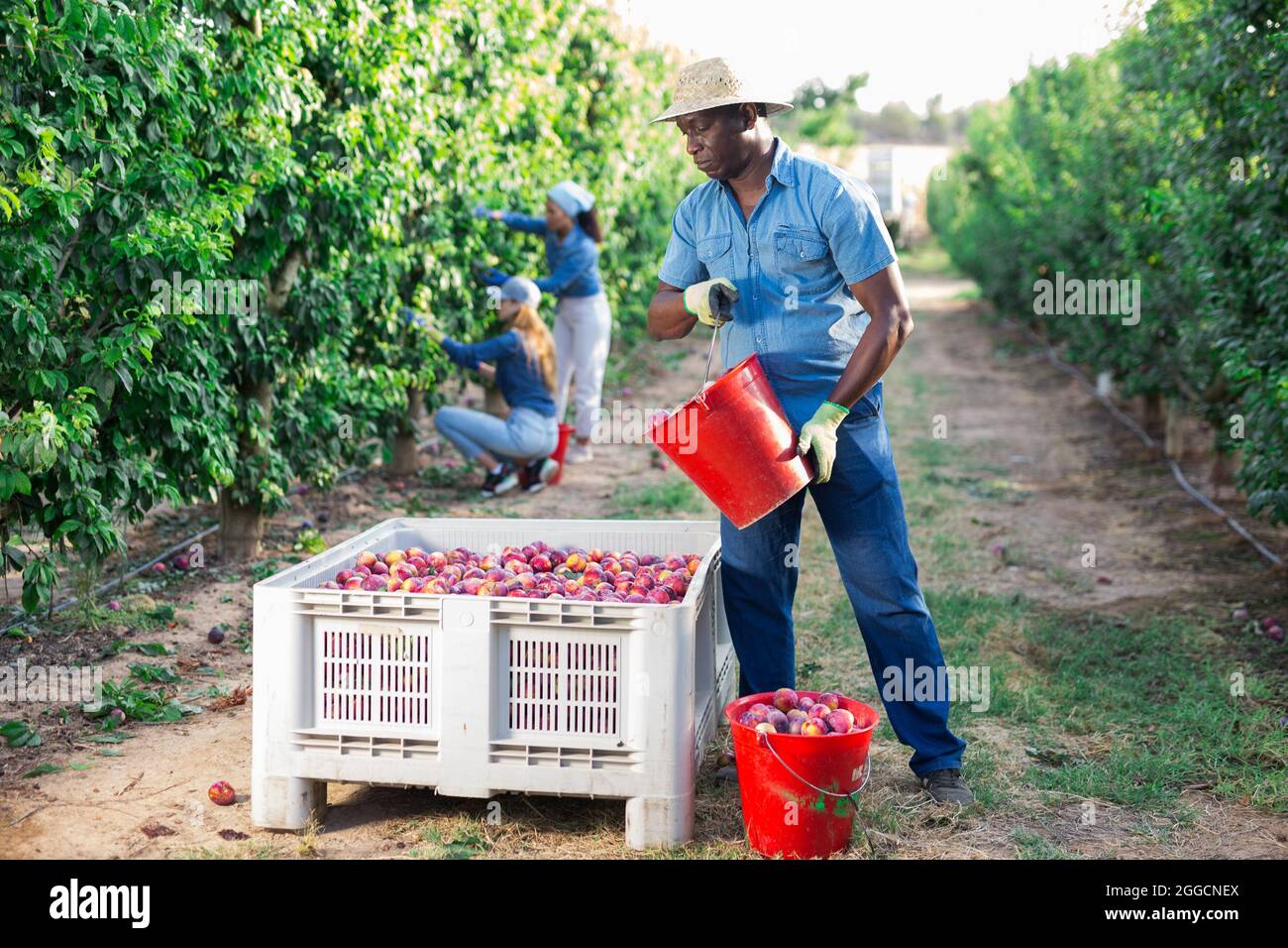 Person picking plums hires stock photography and images Alamy