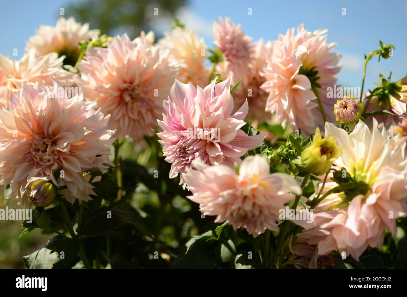 Beautiful 'Cafe au Lait' pink dinner-plate dahlia flower. Stock Photo