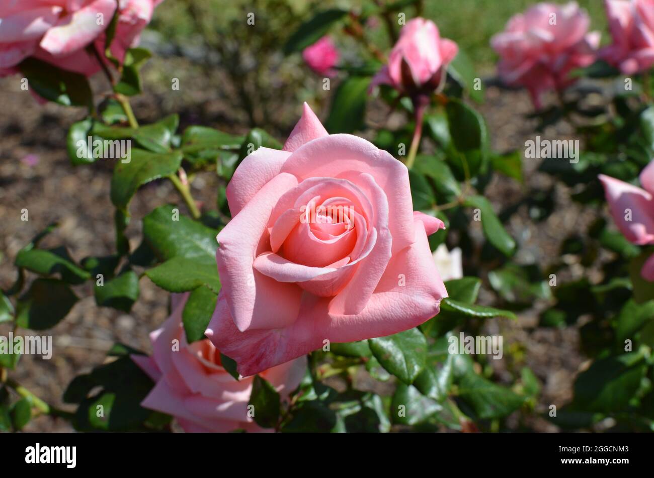 Pink Rose Flower In Botanical Garden. Stock Photo