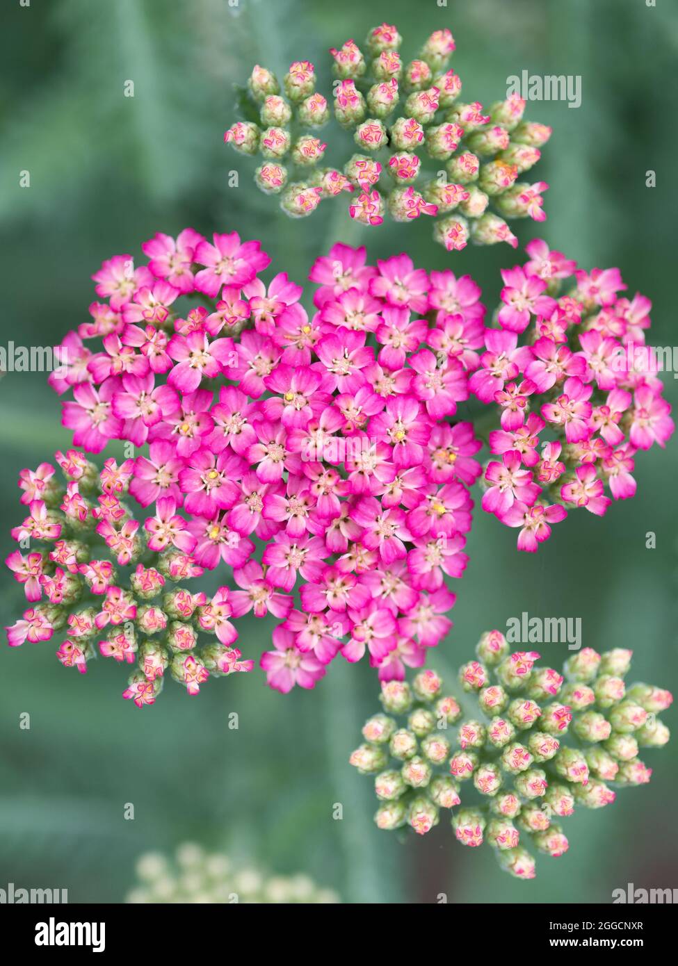 The pink blooms of a yarrow (achillea millefolium). Stock Photo