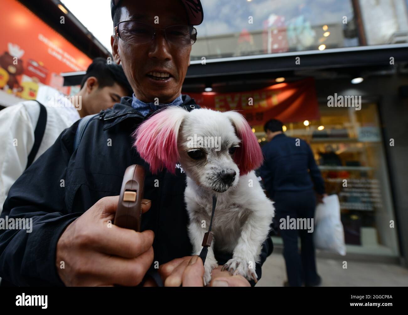 A stylish pet dog visiting the Bukchon Hanok Village in Seoul, Korea