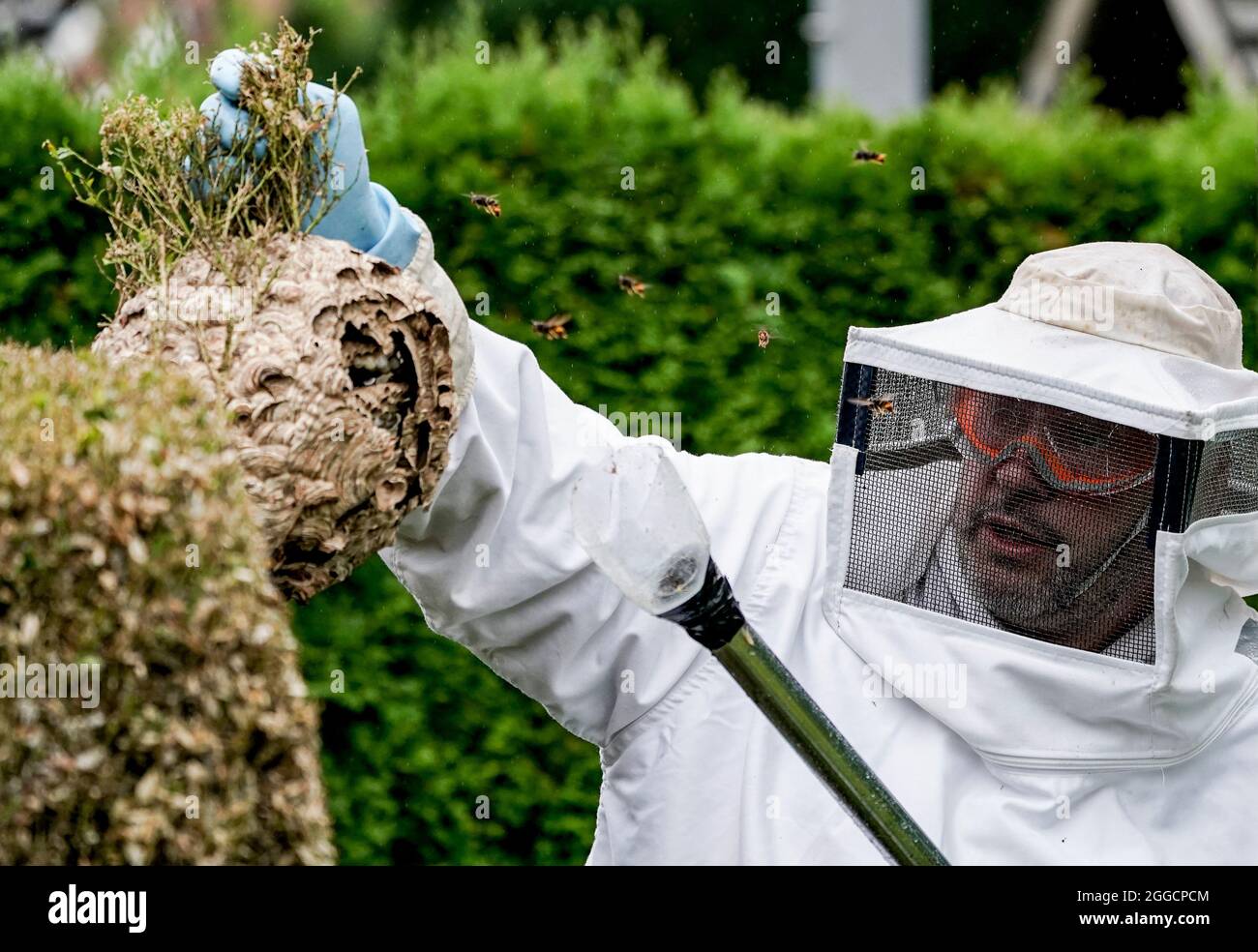 Hamburg, Germany. 27th Aug, 2021. A nest of the Asian hornet (Vespa Velutina Nigrithorax) is removed from a hedge by an entomologist in the Farmsen-Berne district of Hamburg. The nest was brought to the University of Hamburg for research purposes. According to the environmental authority, Asian hornets are no more dangerous to humans than the native European hornets. (to dpa 'New nest of Asian hornet found in Hamburg') Credit: Axel Heimken/dpa/Alamy Live News Stock Photo