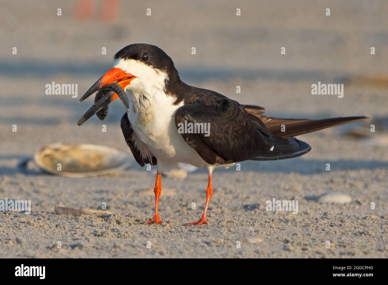 Black Skimmer with Fish Walking on Beach Stock Photo Alamy