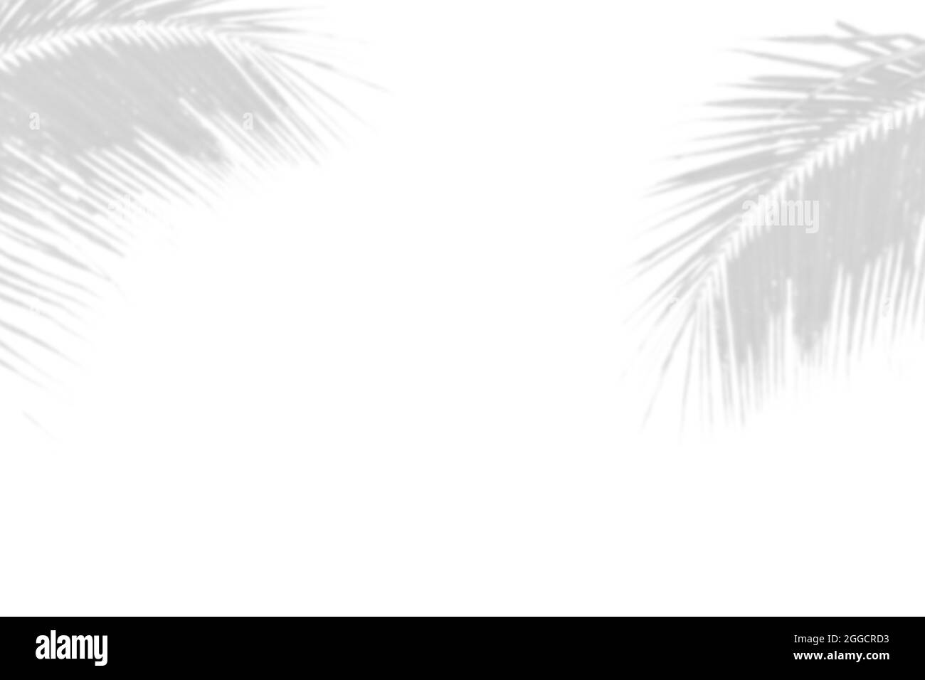 Gray shadow of nature palm leaves on white background. Abstract monochrome of coconut palm leaf. Stock Photo