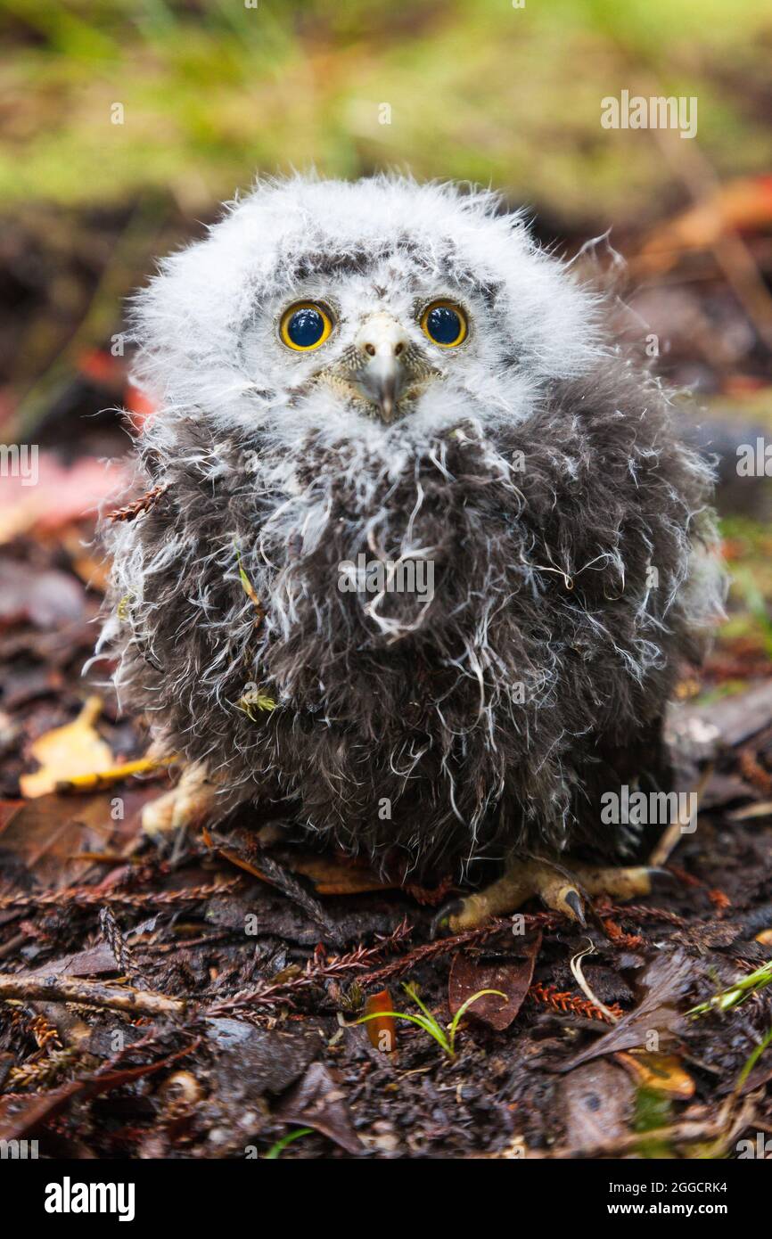 Ruru (morepork) chick, Stewart Island, Rakiura Stock Photo
