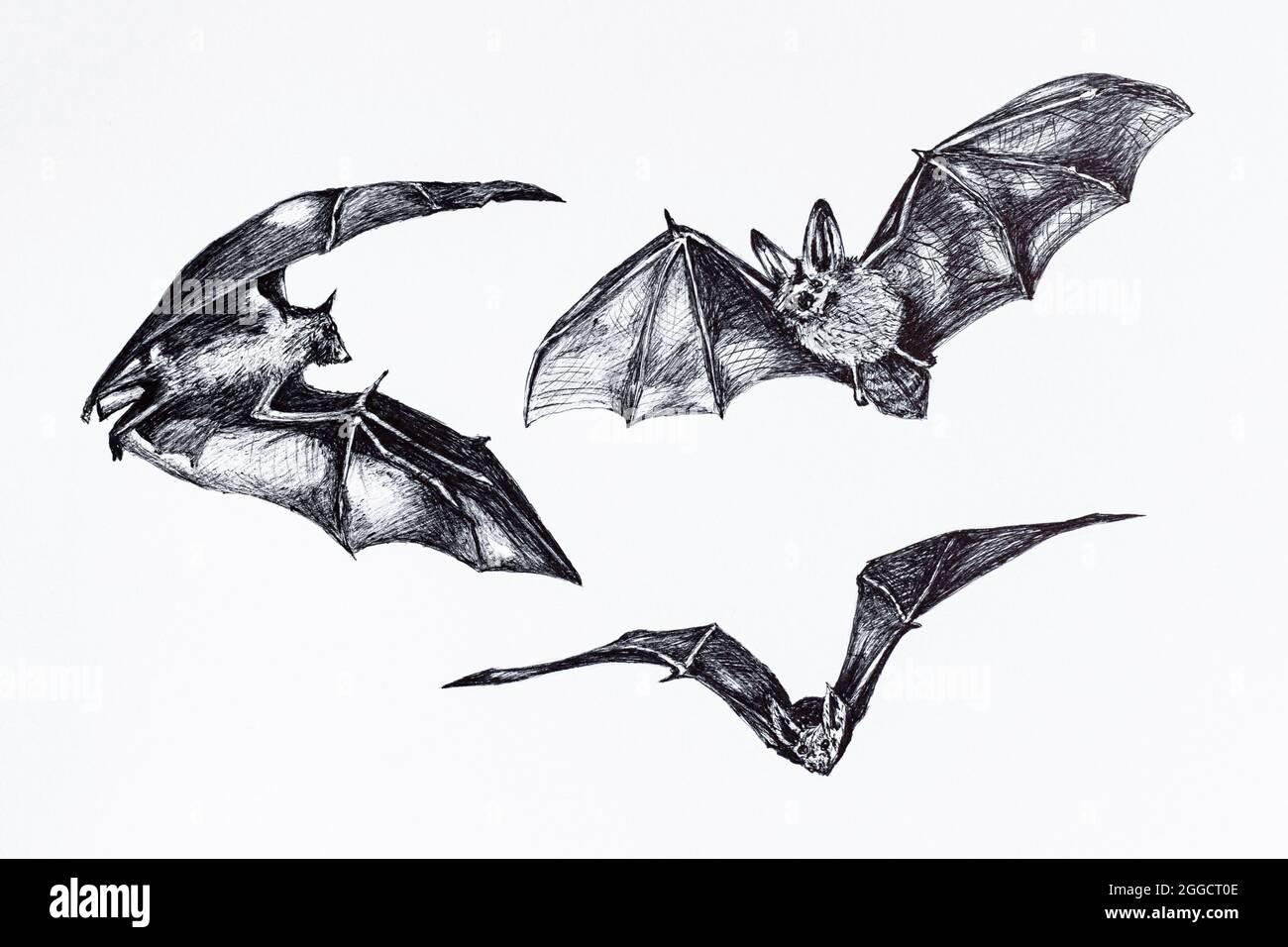 Collection sketch of bats. Hand drawing of flying bat, bat hanging upside down on white background. Stock Photo