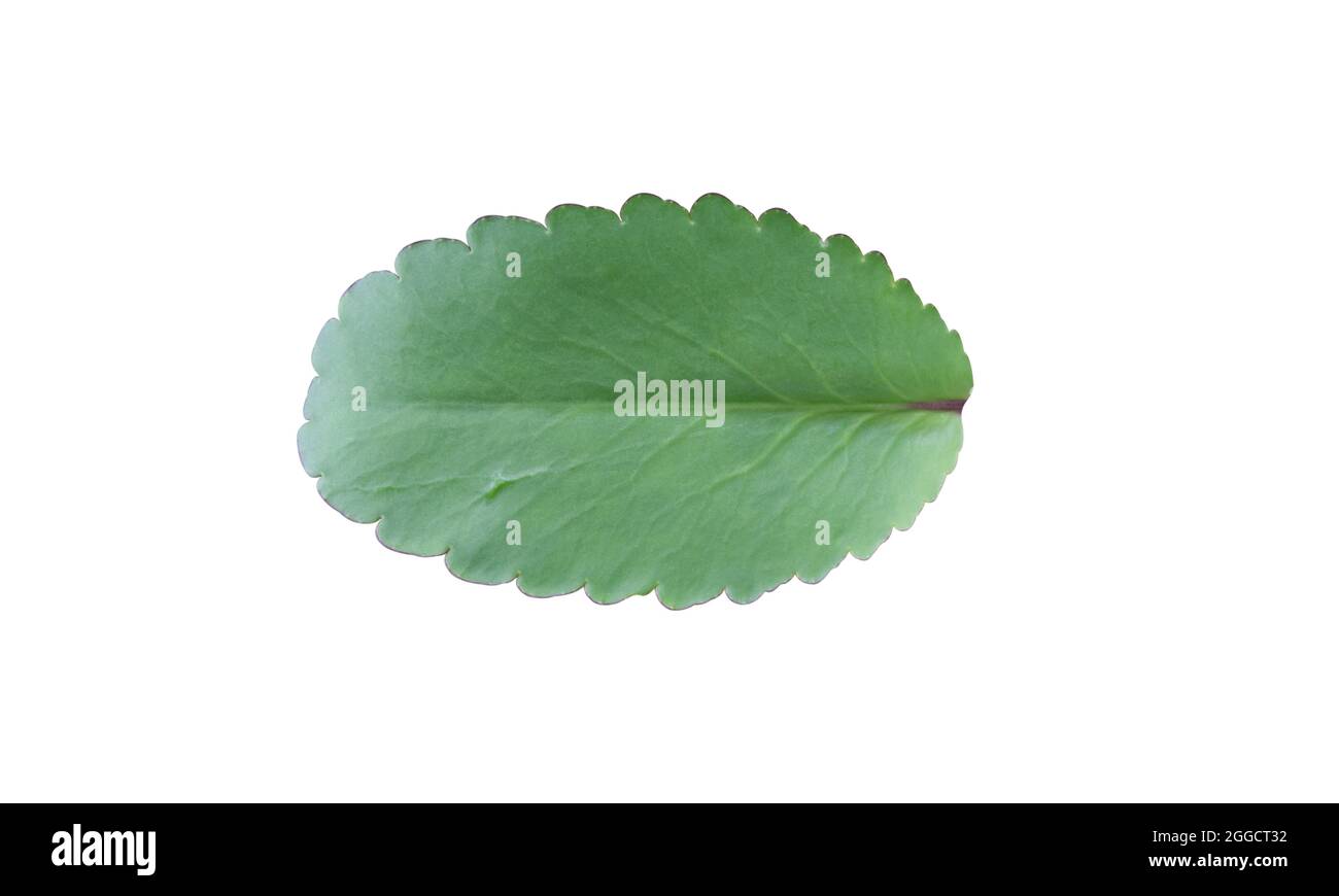 Kalanchoe pinnata leaf isolated on white background. Stock Photo