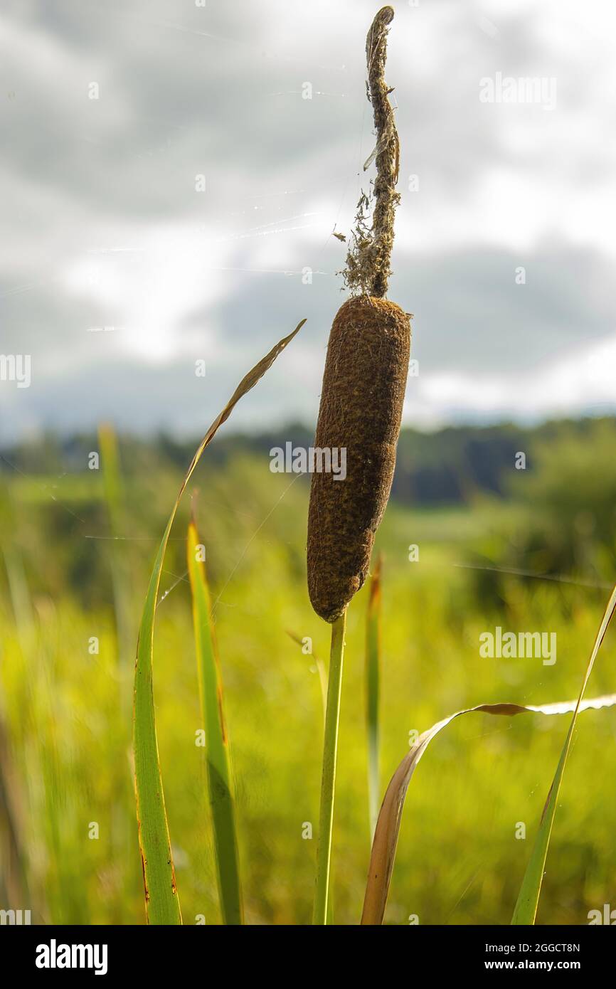 Typha Field Selective focus shot of Typha plant in the meadow Stock Photo - Alamy