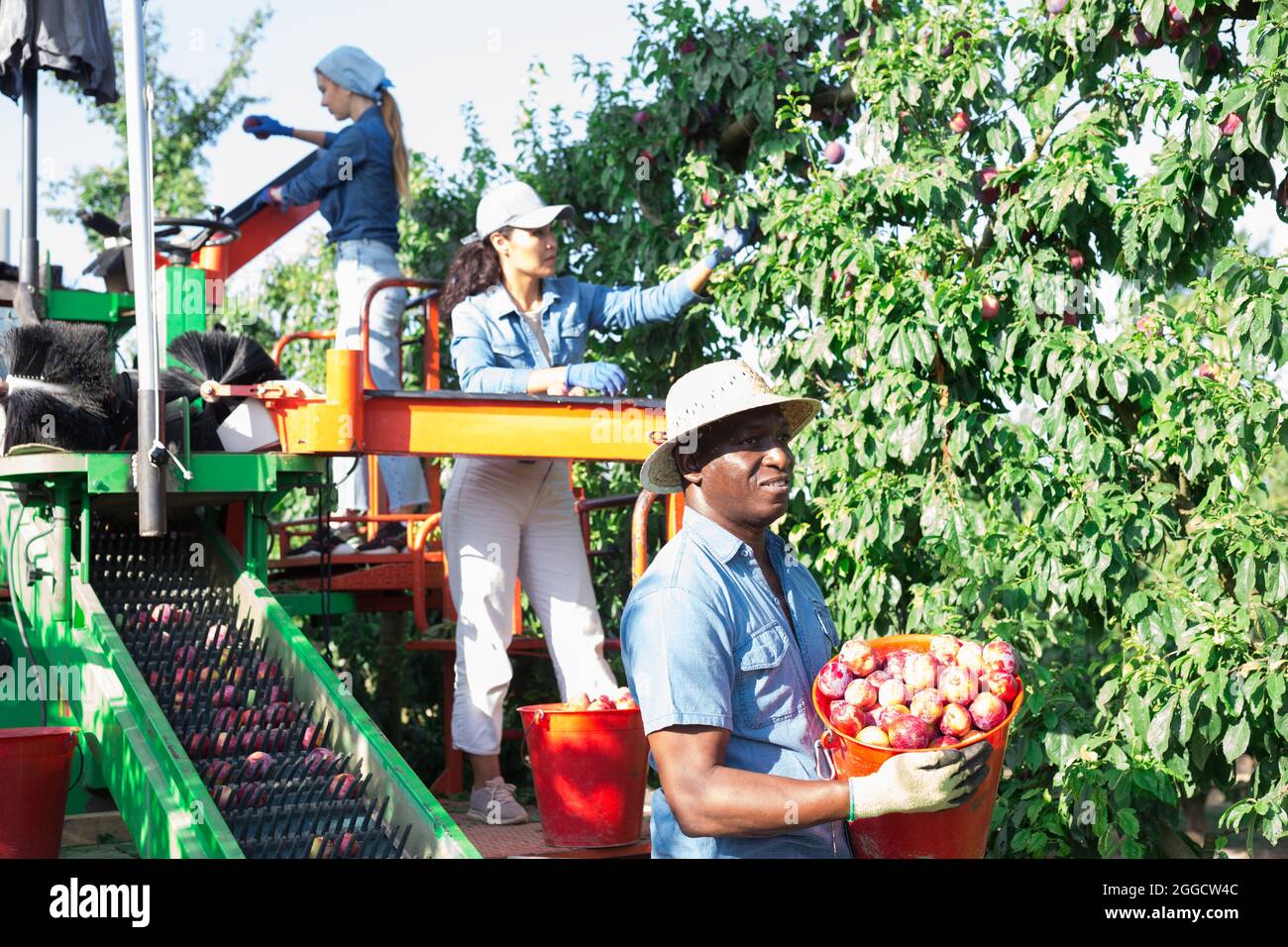 Farmers working on harvesting platform, picking plums Stock Photo
