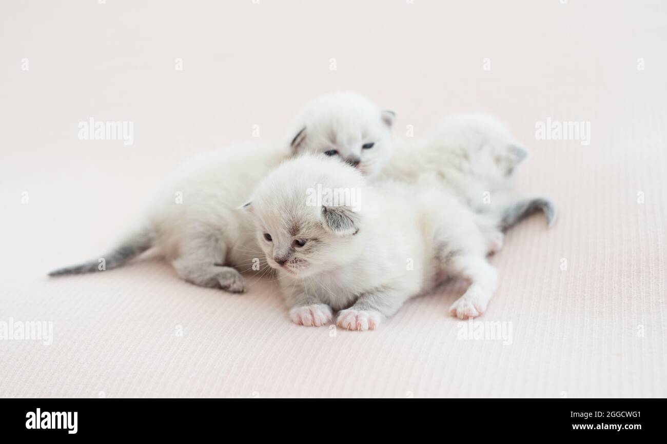 Ragdoll kittens isolated on white background Stock Photo - Alamy