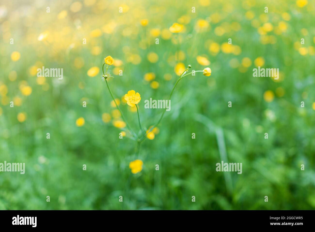 Yellow flowers of buttercup mountain Ranunculus montanus. Yellow flowers with blured background. Summer or spring background. Stock Photo